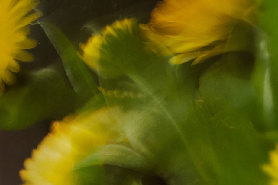 Japanese Scent: Notes from the Forest