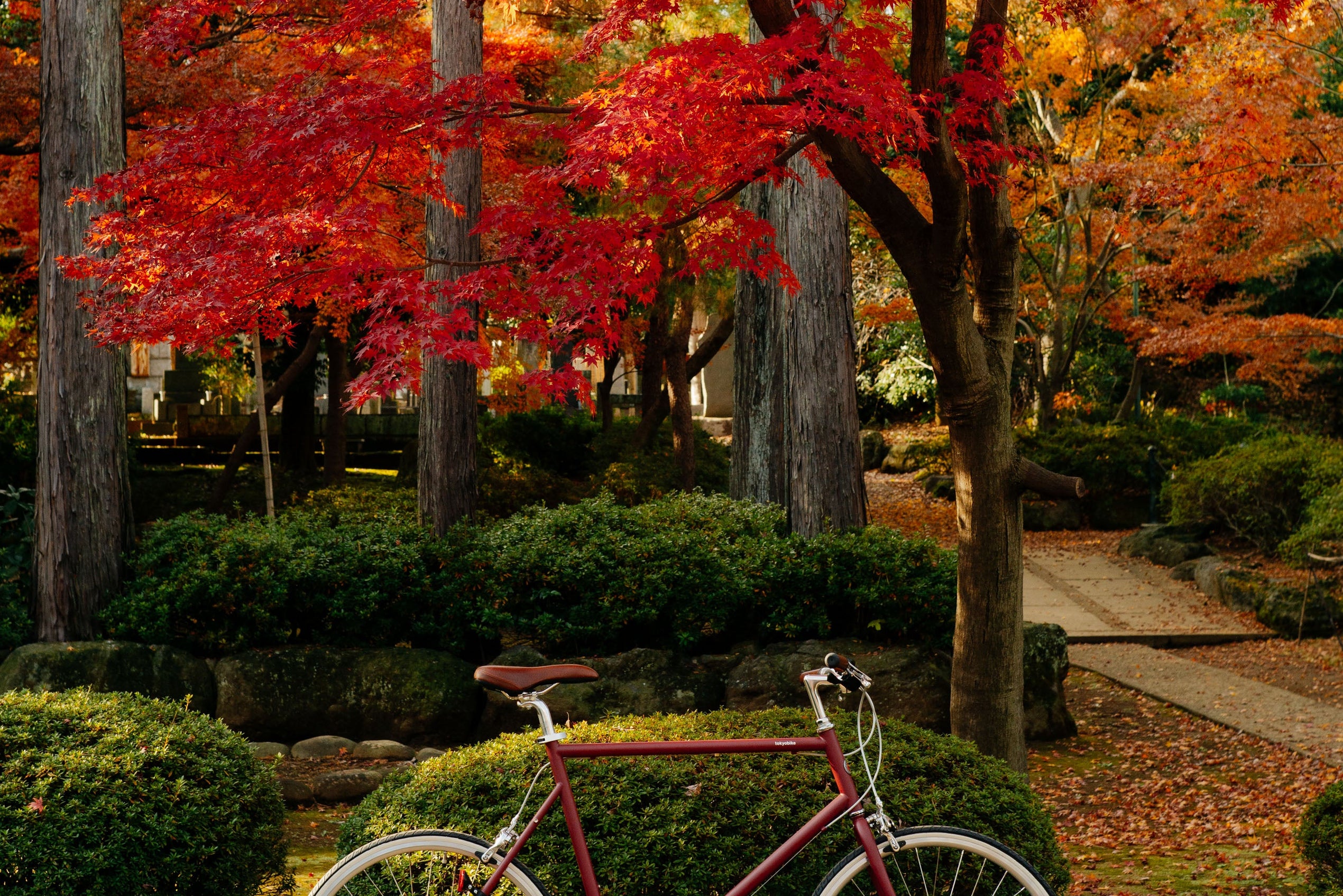Autumnul Colours