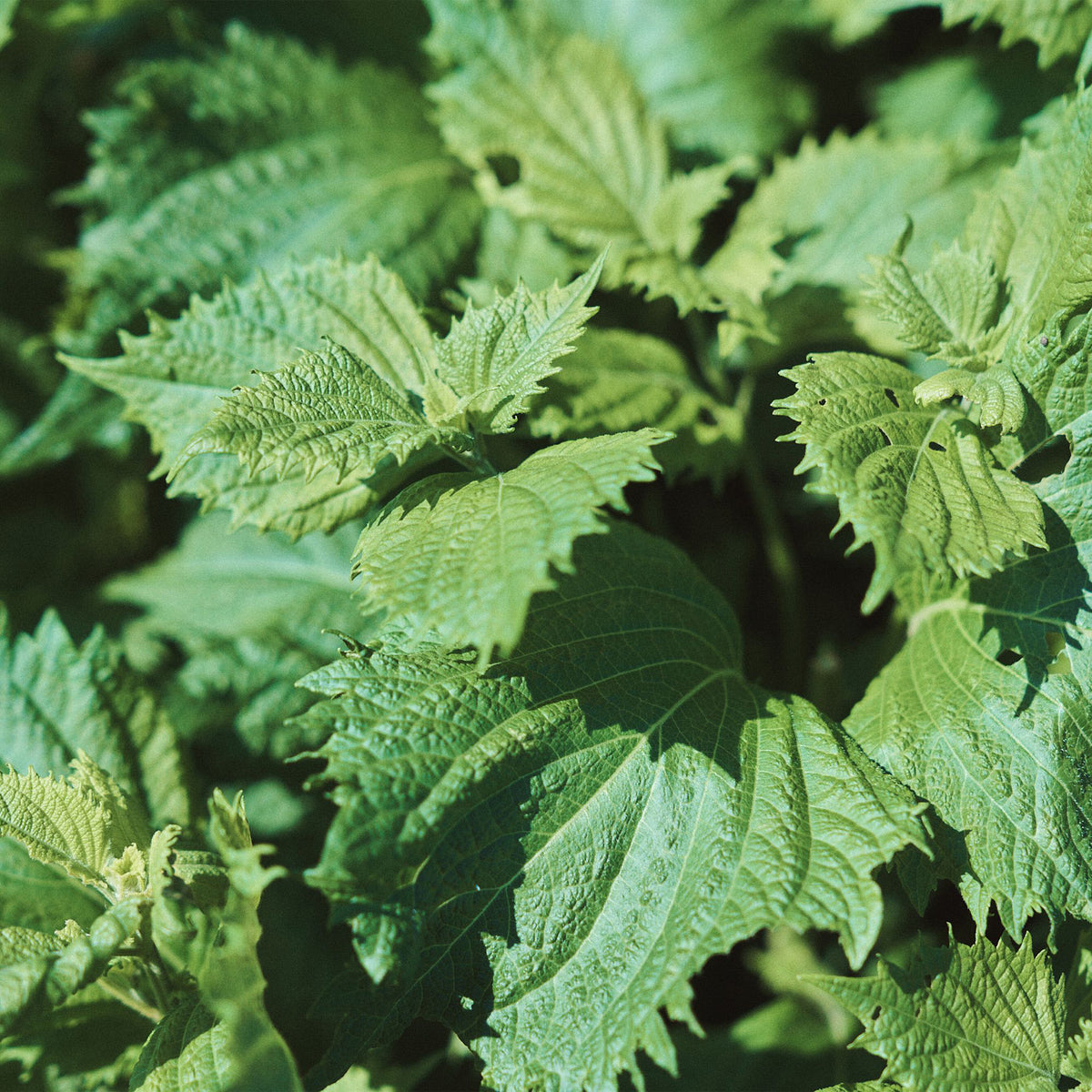 Green Shiso Seeds – tokyobike London